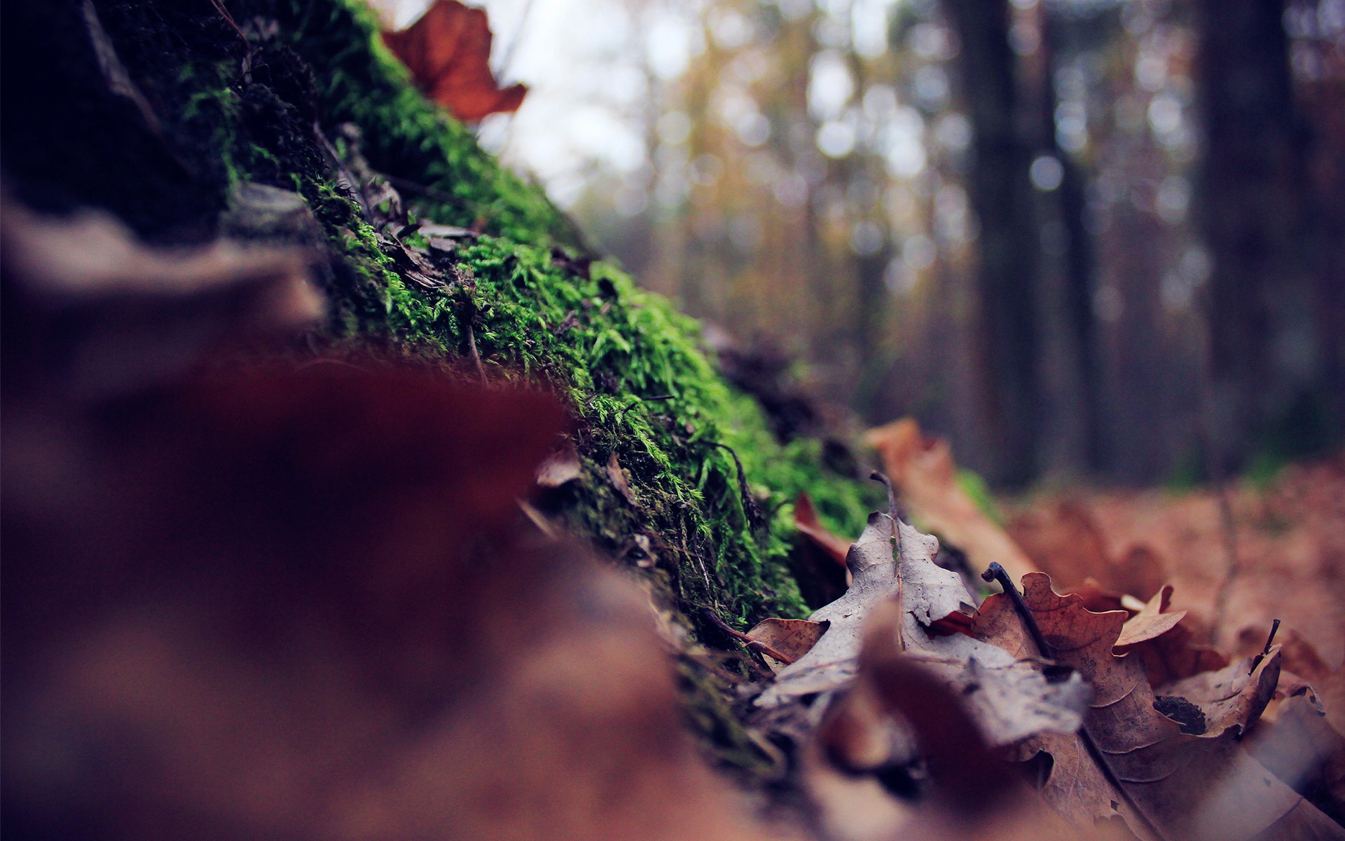 Mossy log with fallen leaves in a forest HD Wallpaper
