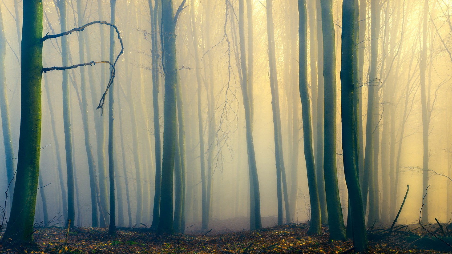 Misty forest with tall trees and fallen leaves HD Wallpaper