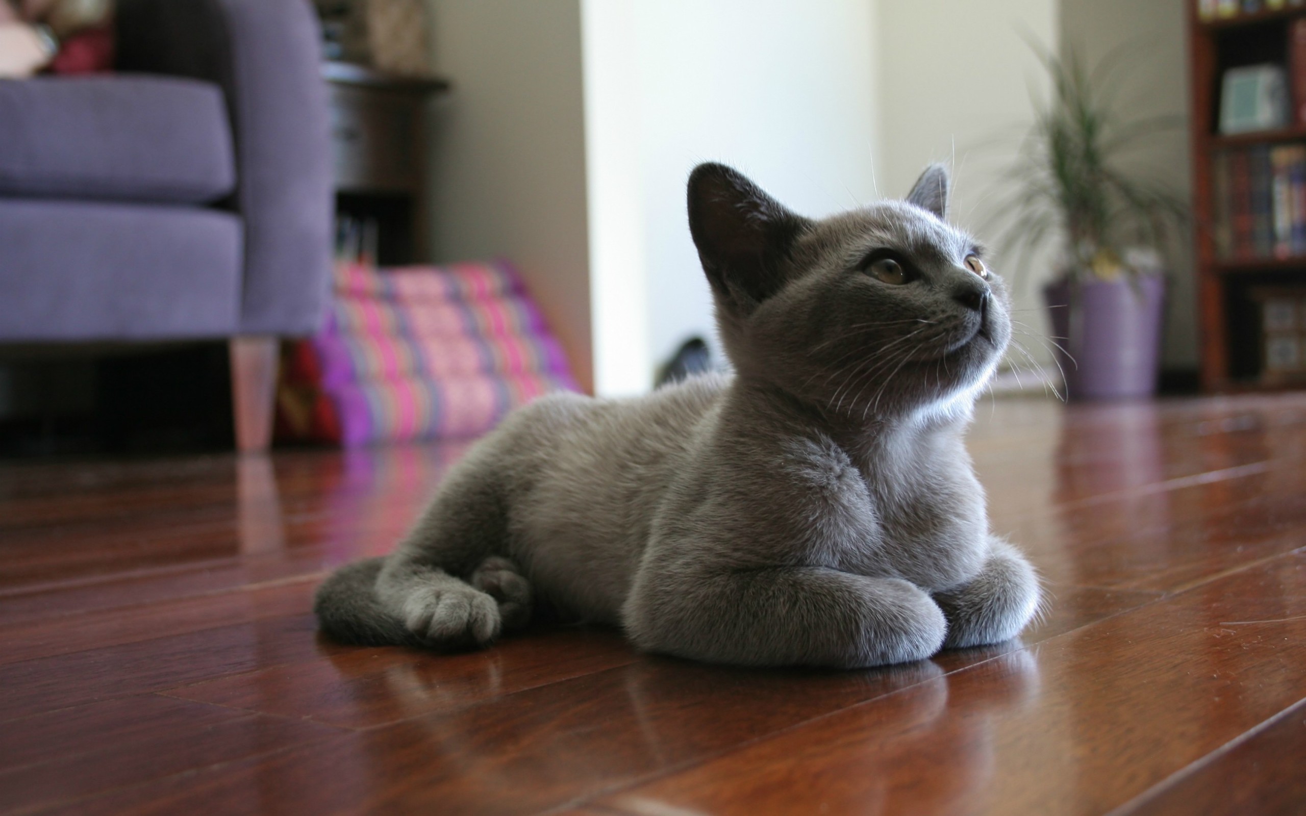 Russian Blue cat lying on a wooden floor HD Wallpaper