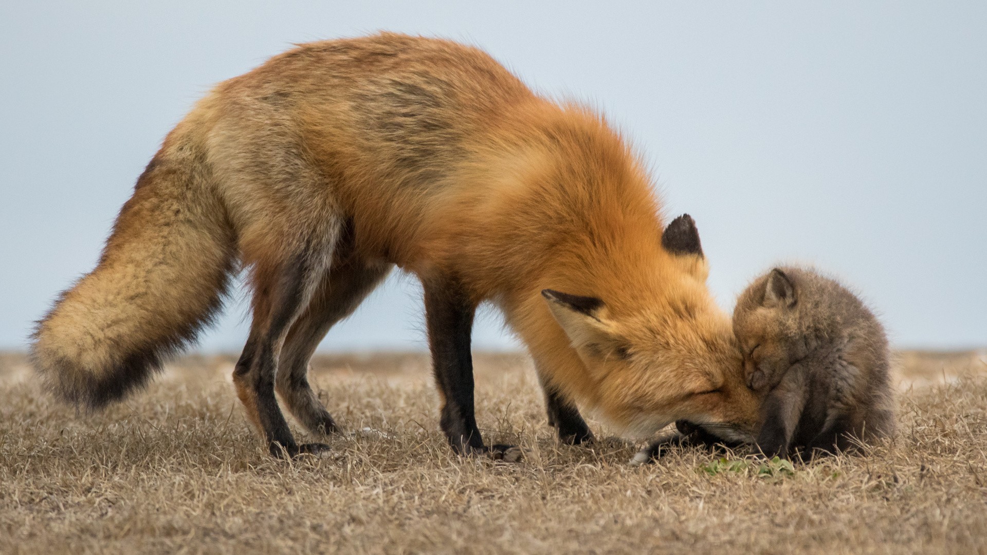 Mother fox nuzzles sleeping kit in dry grass HD Wallpaper