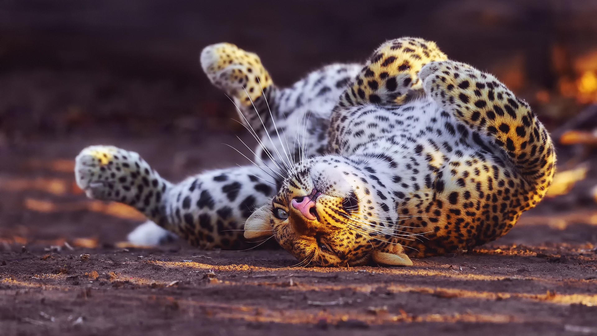 Leopard rolling on the ground HD Wallpaper
