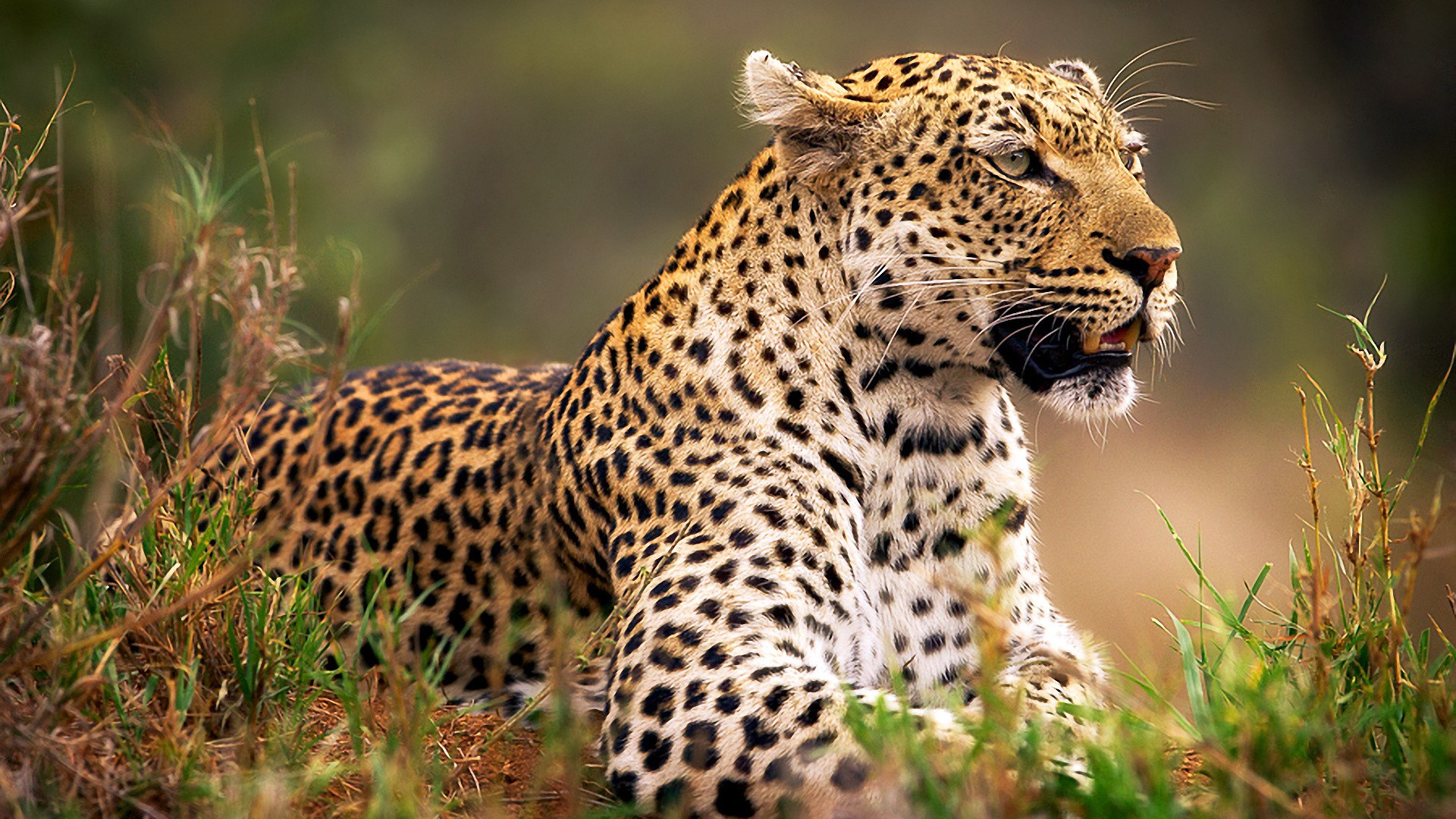 Leopard resting in tall grass HD Wallpaper