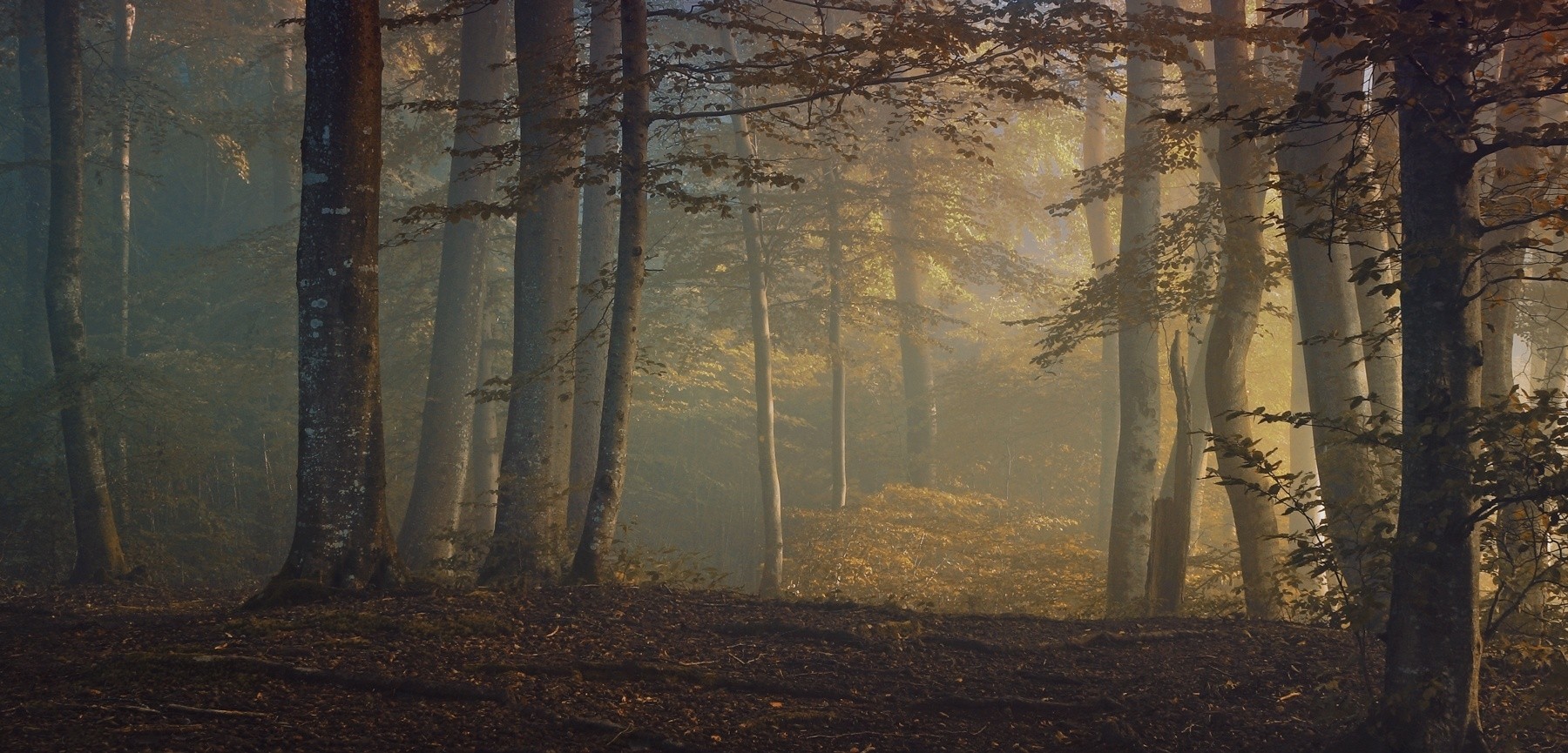 Misty forest with trees and fallen leaves in the morning HD Wallpaper