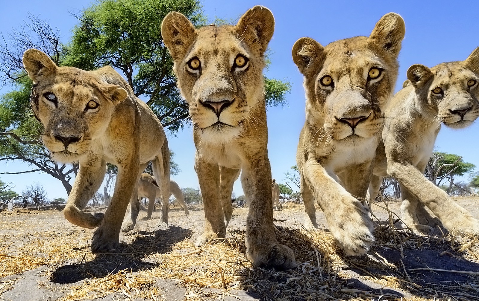 Lions approaching the camera in the African savanna HD Wallpaper