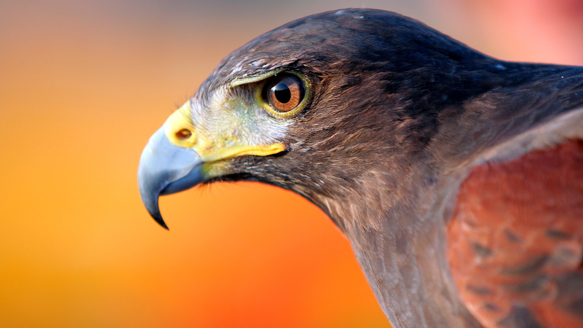 Close-up of a hawk's head HD Wallpaper