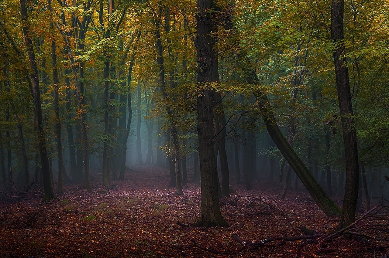 Misty forest path covered in fallen leaves during autumn HD Wallpaper