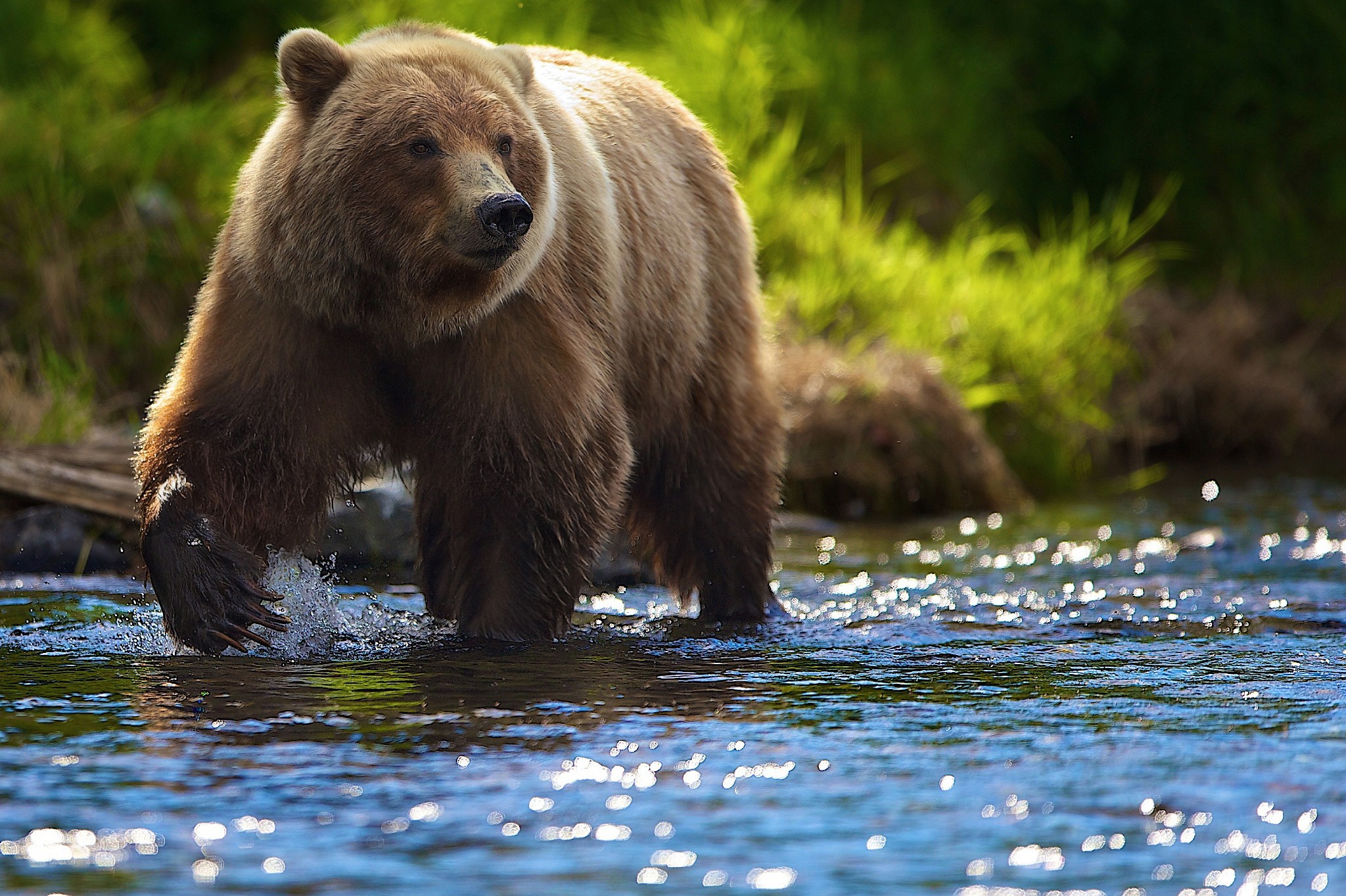 bears, river, animals HD Wallpaper