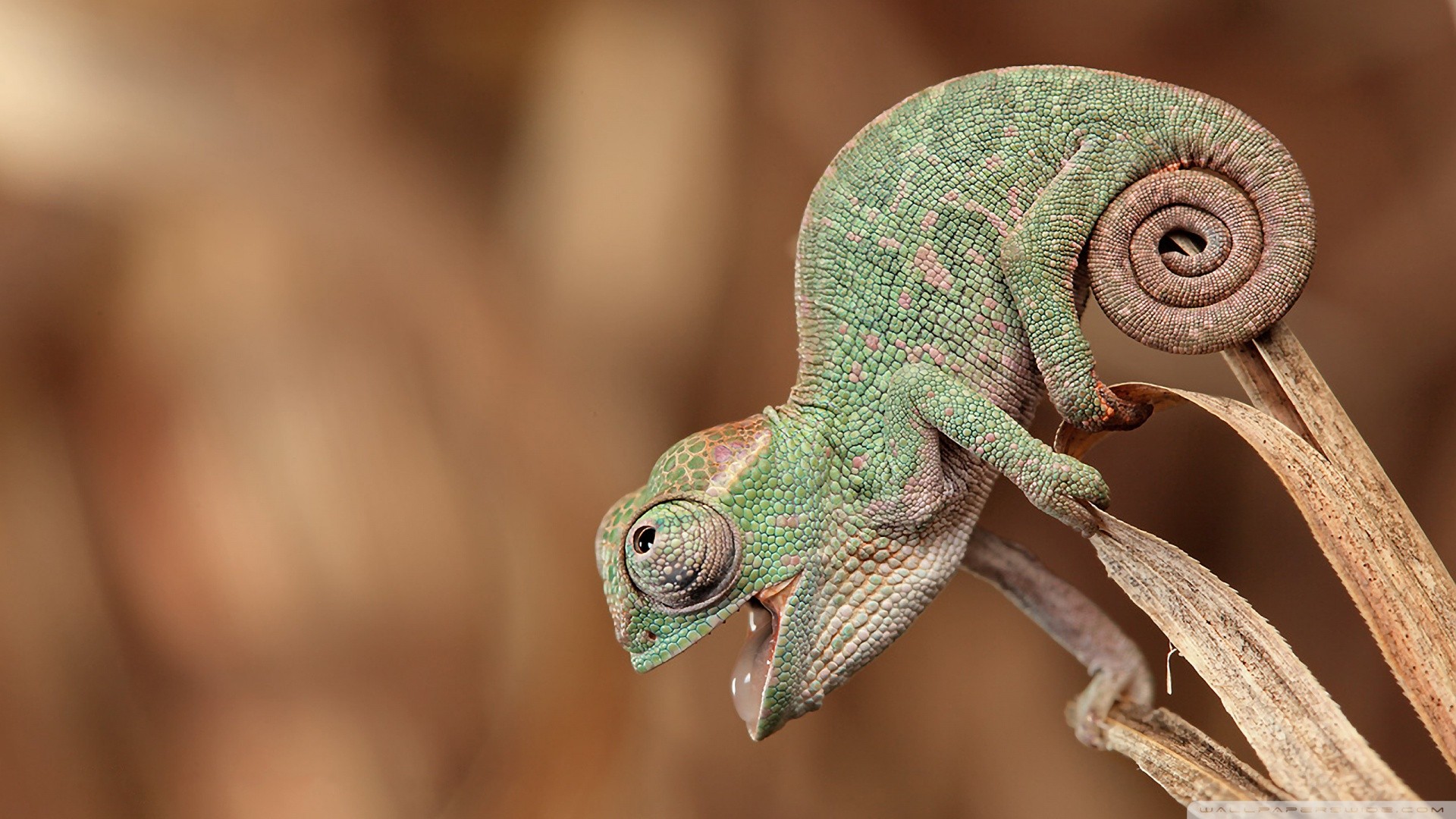 Green chameleon with open mouth on a branch HD Wallpaper