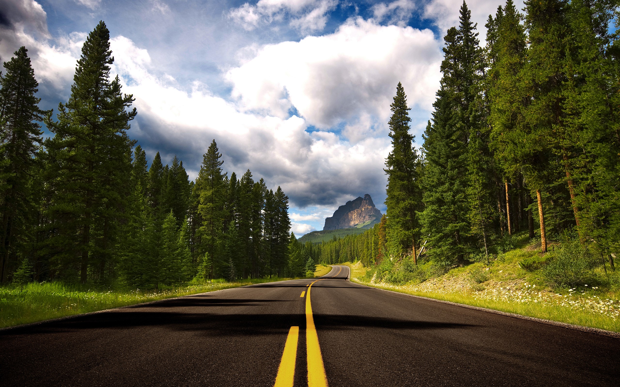 Asphalt road through a pine forest towards a mountain HD Wallpaper