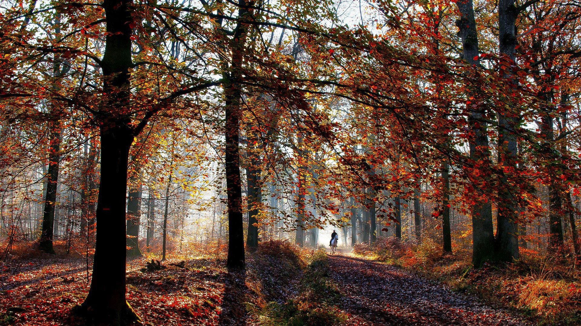 Person riding a horse on a path in a forest during fall HD Wallpaper