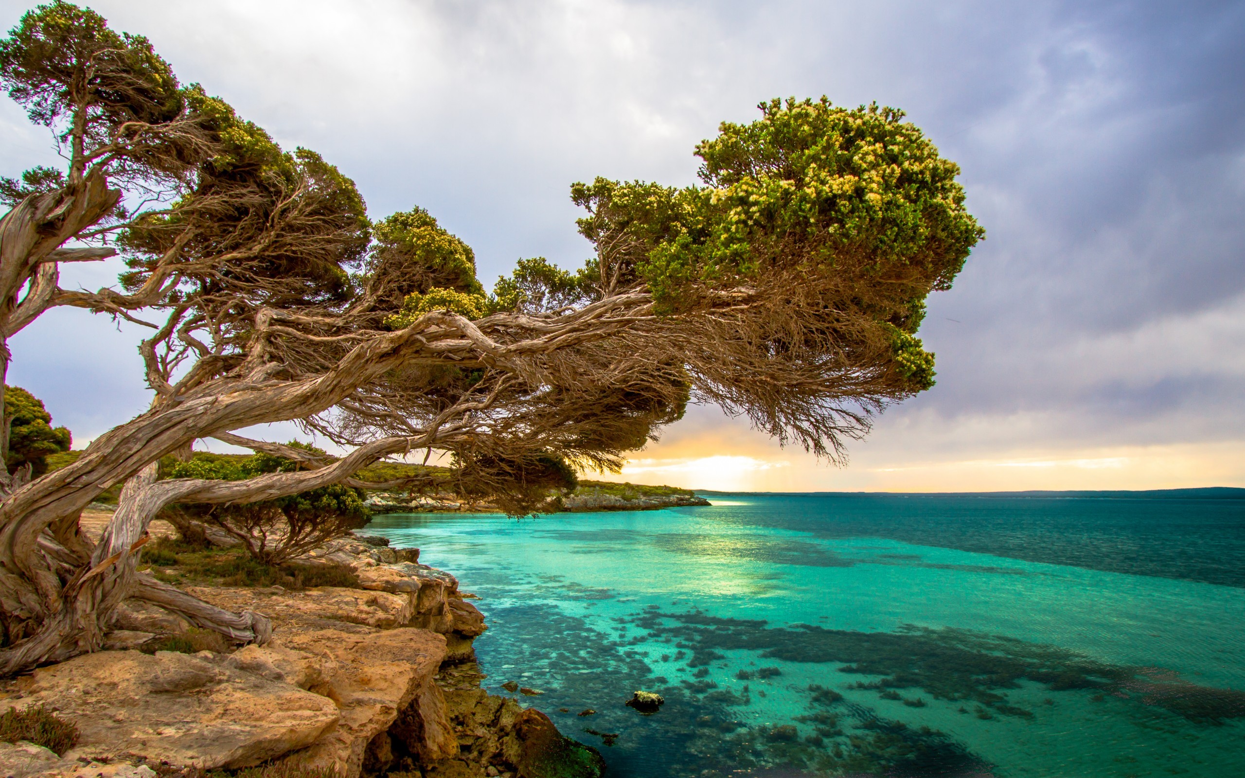 Twisted tree on a rocky coast overlooking turquoise water HD Wallpaper