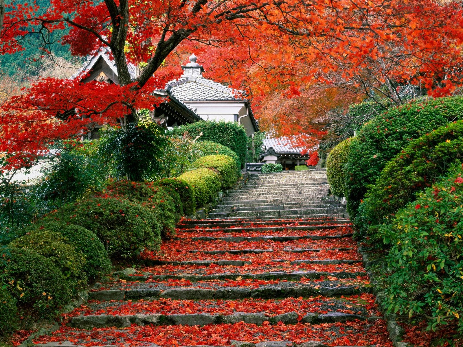Japan, stairs, fall HD Wallpaper