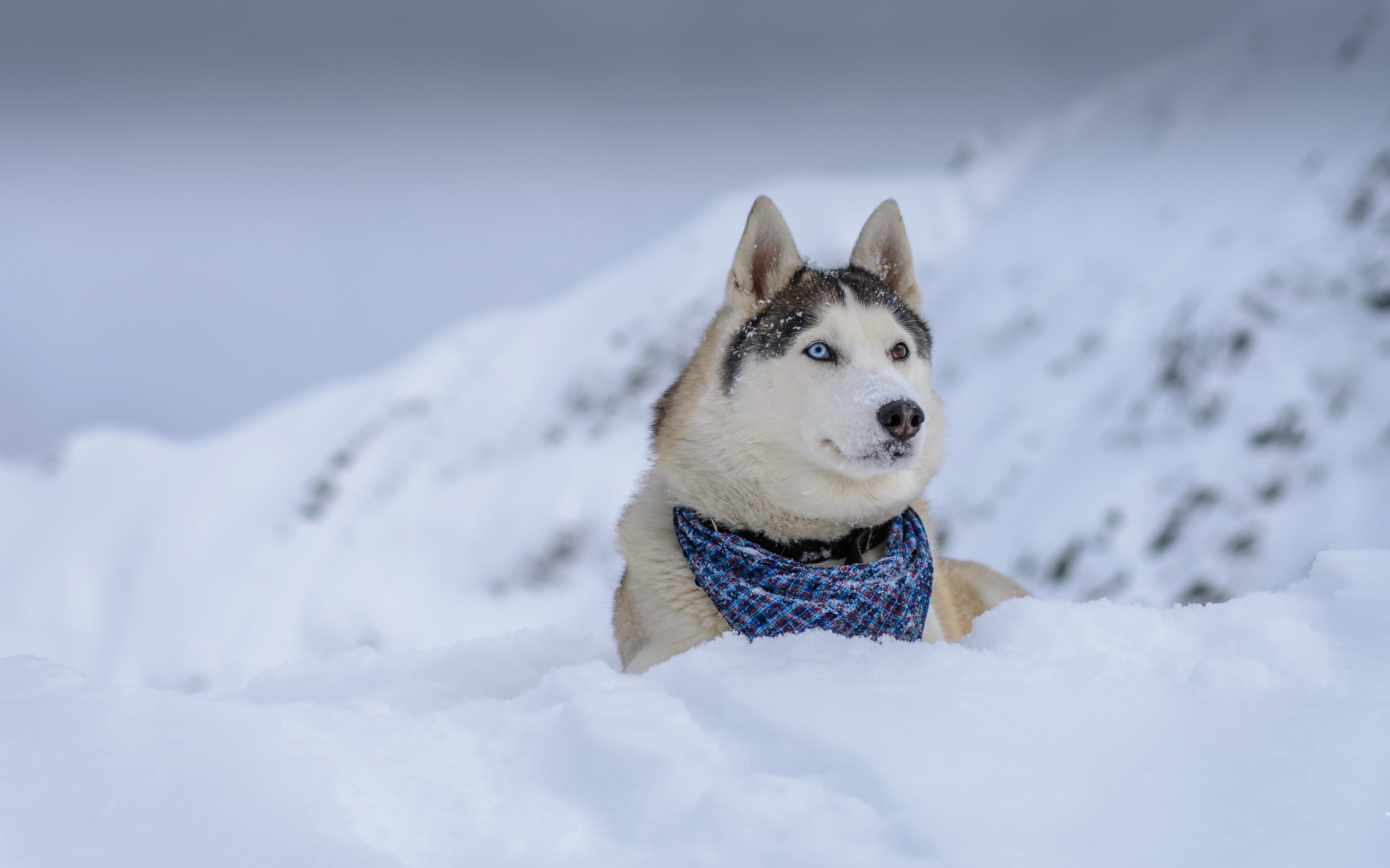 Siberian Husky wearing a bandana in the snow HD Wallpaper