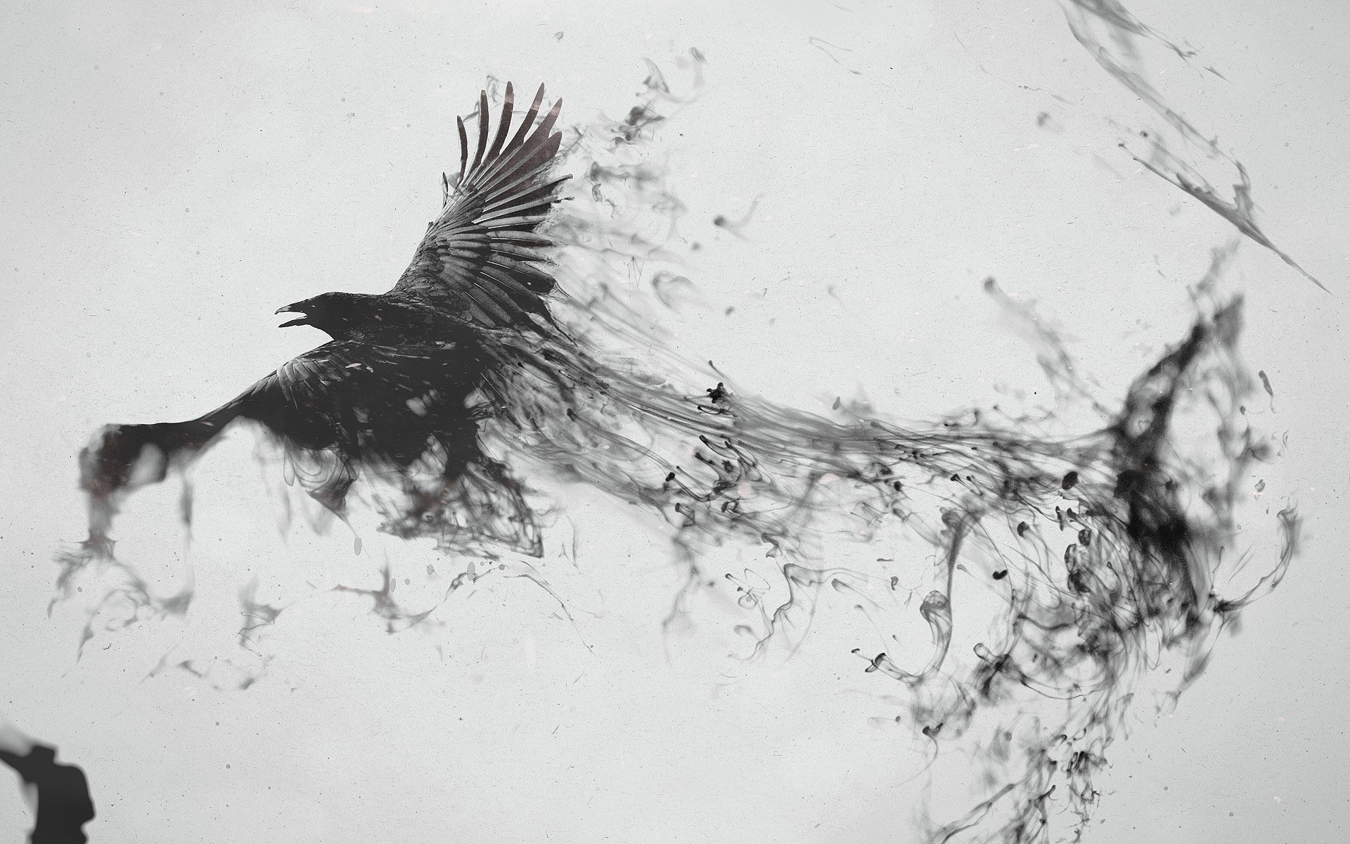 A raven dissolving into ink in monochrome HD Wallpaper