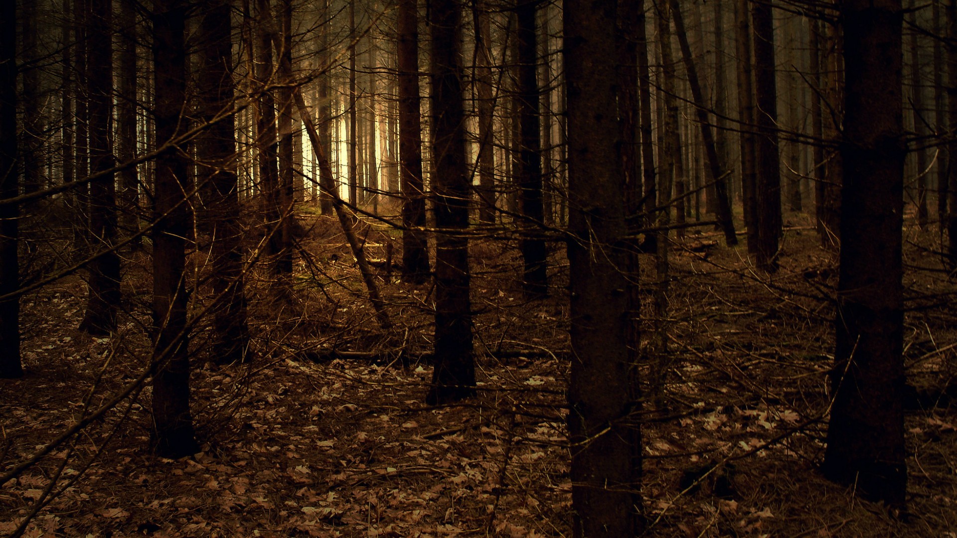 Dark forest with fallen leaves and sunlight HD Wallpaper