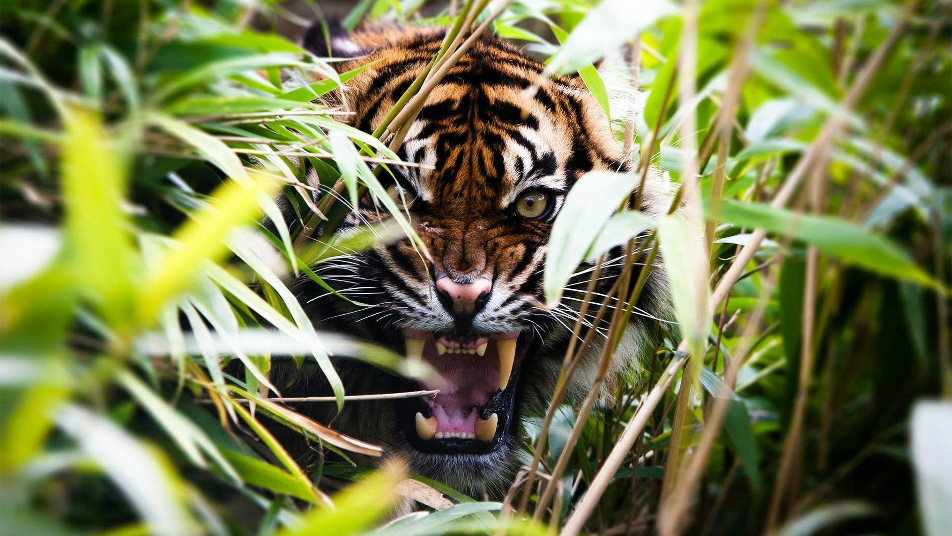 Tiger roaring through bamboo stalks HD Wallpaper