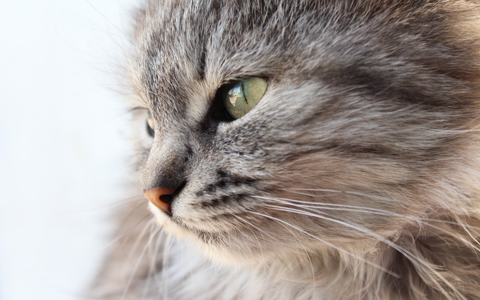 Close-up of a fluffy grey cat's face HD Wallpaper