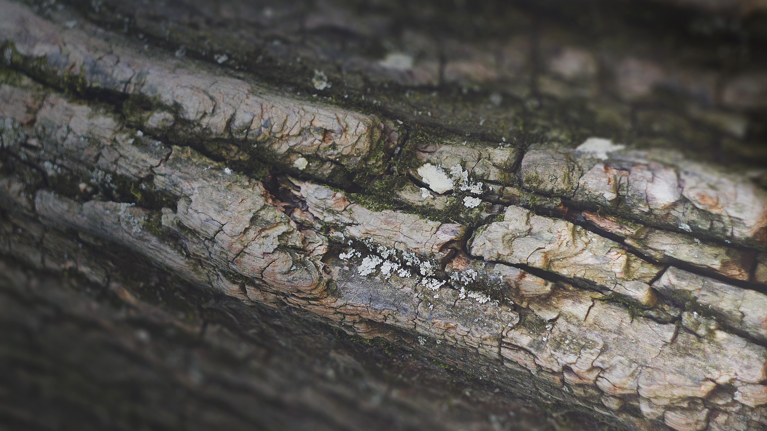 Macro view of tree bark with moss and lichen HD Wallpaper