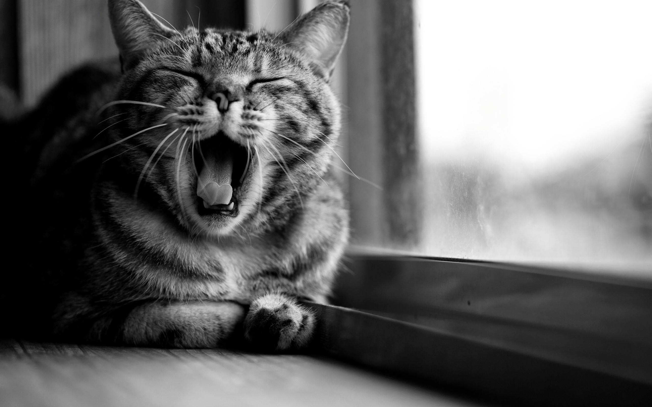 Monochrome cat yawning by the window HD Wallpaper