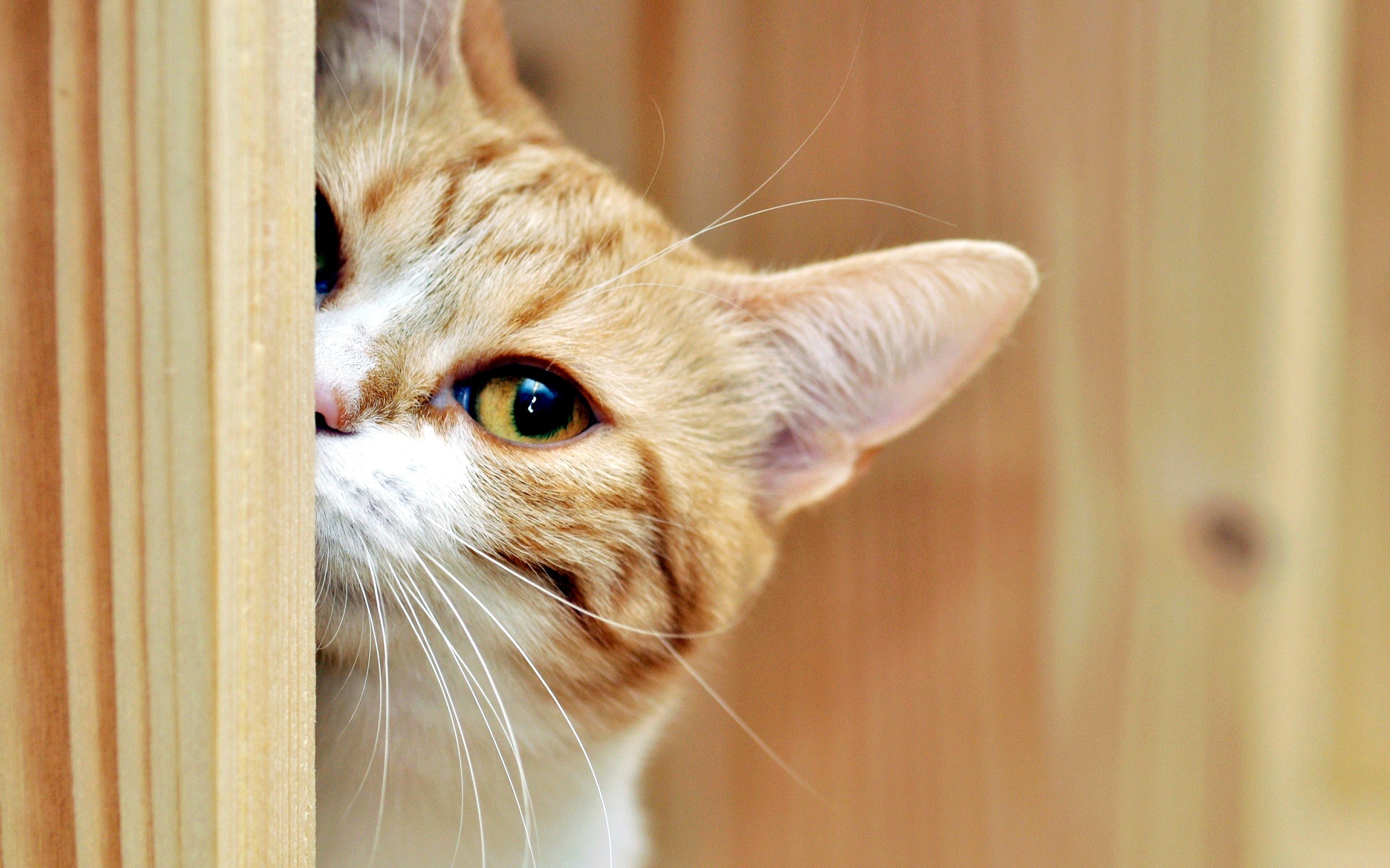 Orange tabby cat peeking from behind wooden planks HD Wallpaper