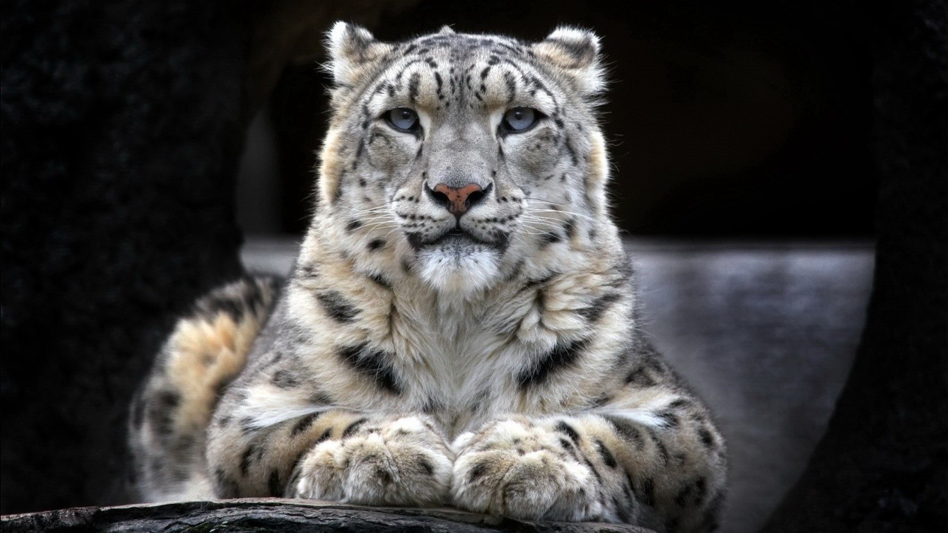 Snow leopard lying down on a log HD Wallpaper