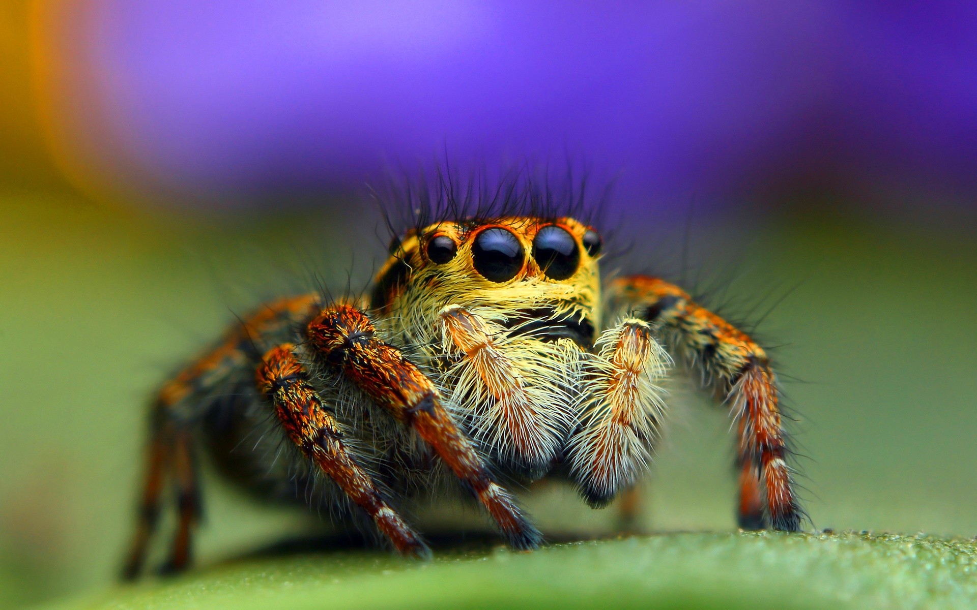 Macro photo of a jumping spider on a leaf HD Wallpaper
