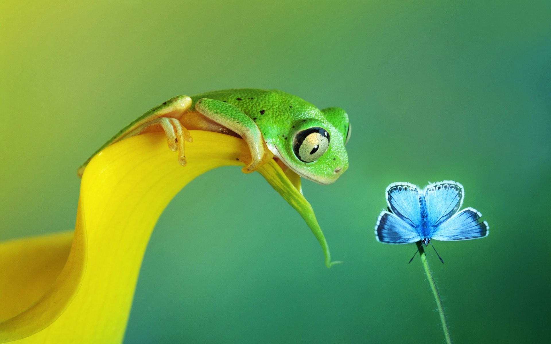 Green frog on yellow petal with blue butterfly HD Wallpaper