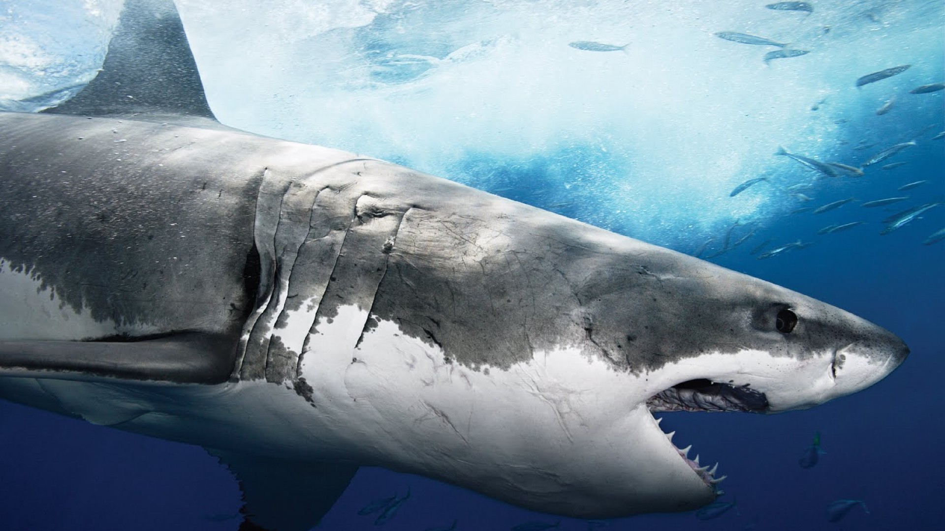 Great White Shark swimming underwater with fish HD Wallpaper