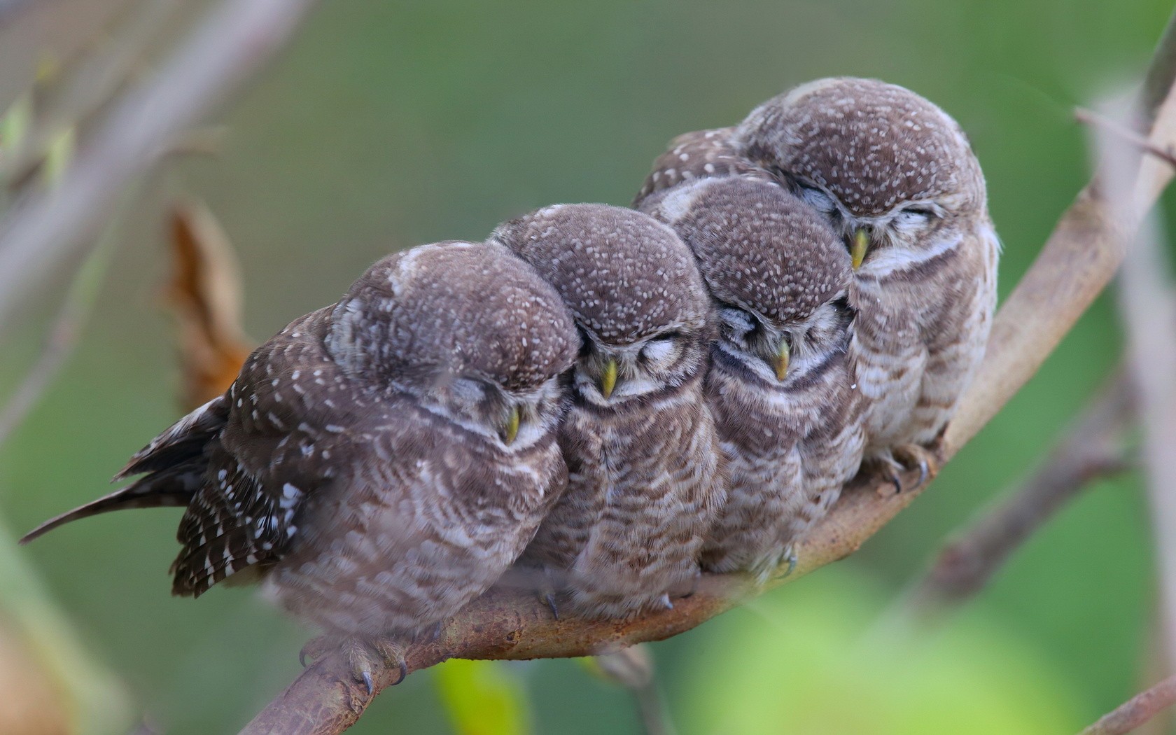 Four spotted owlets sleeping on a branch HD Wallpaper