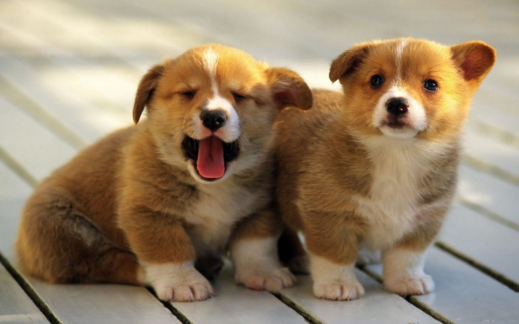 Two adorable corgi puppies sitting on a wooden surface HD Wallpaper