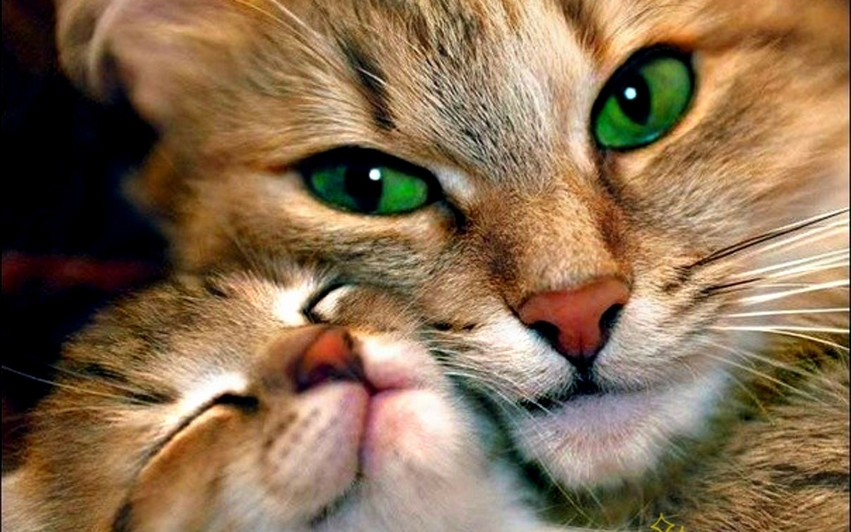 cat, animals HD Wallpaper