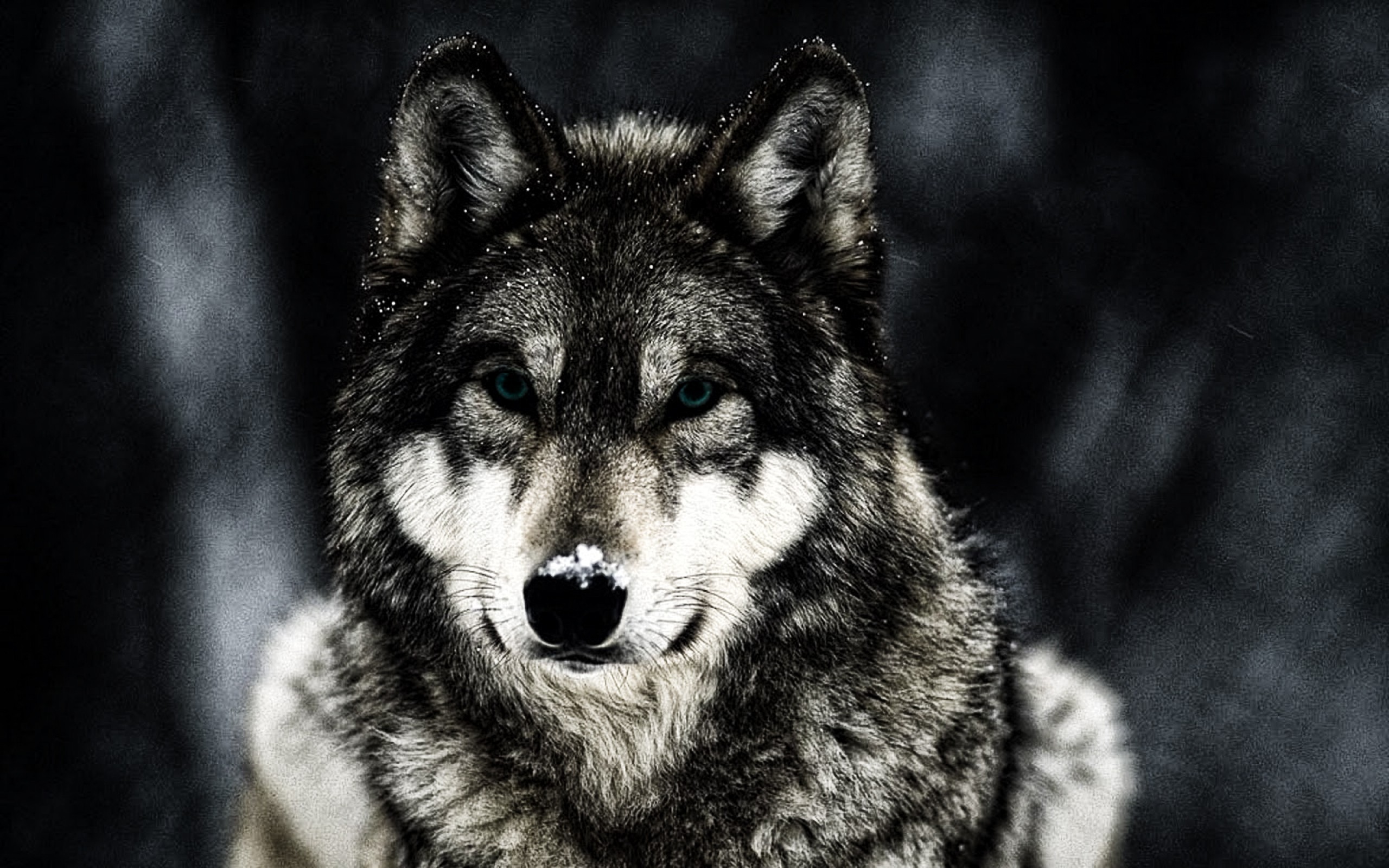 Close-up of a wolf with snow on its nose HD Wallpaper