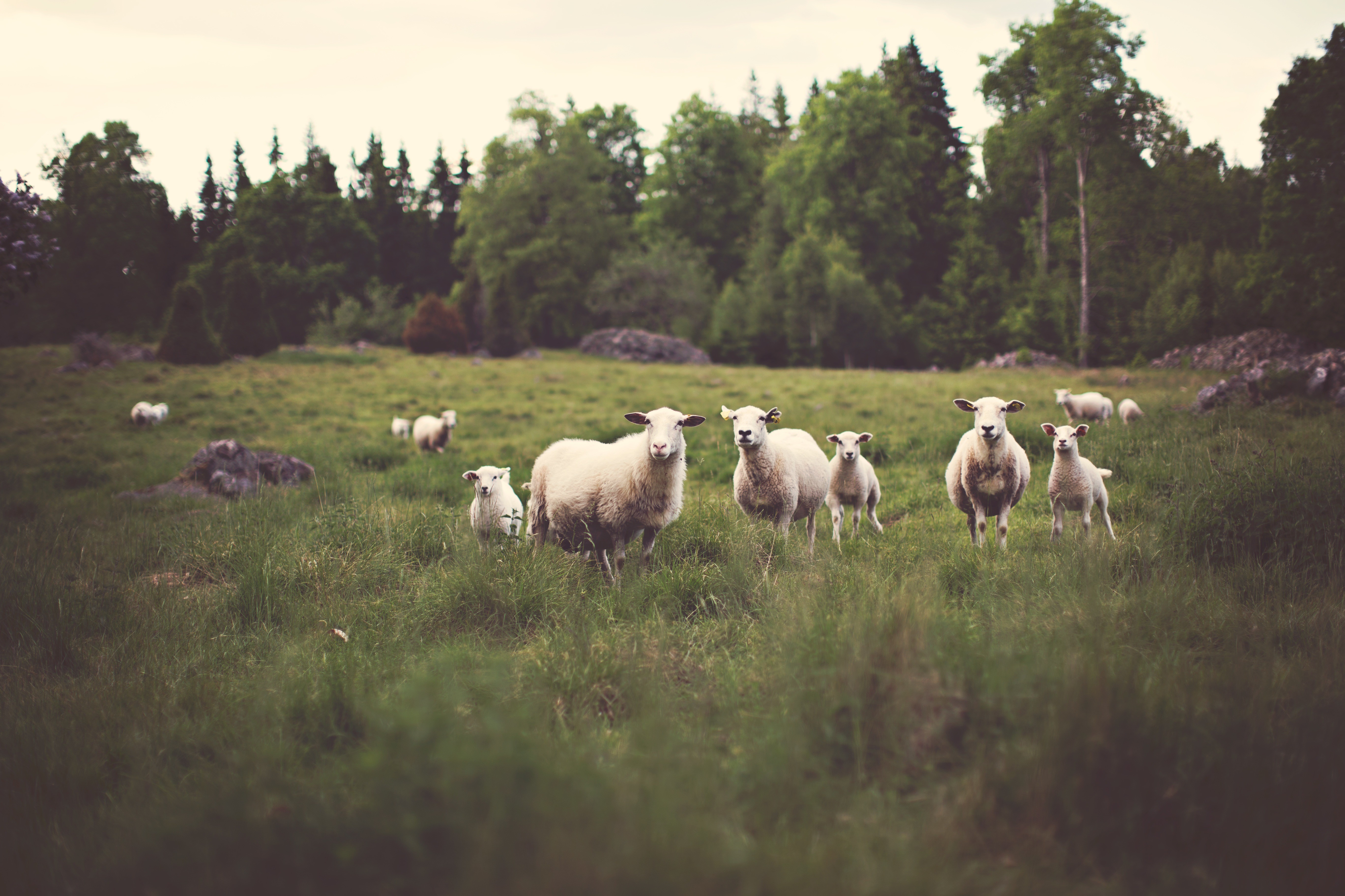 A flock of sheep in a grassy field HD Wallpaper