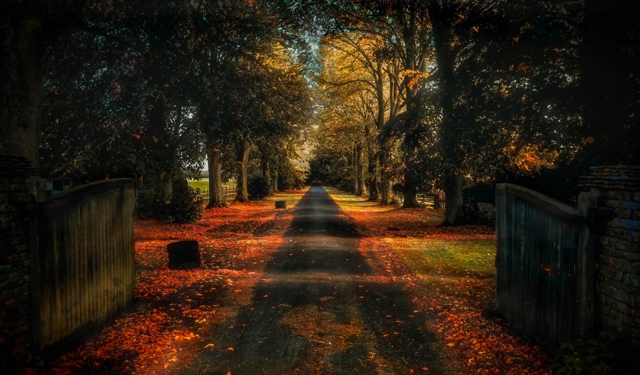 Tree-lined road with fallen autumn leaves and gates HD Wallpaper