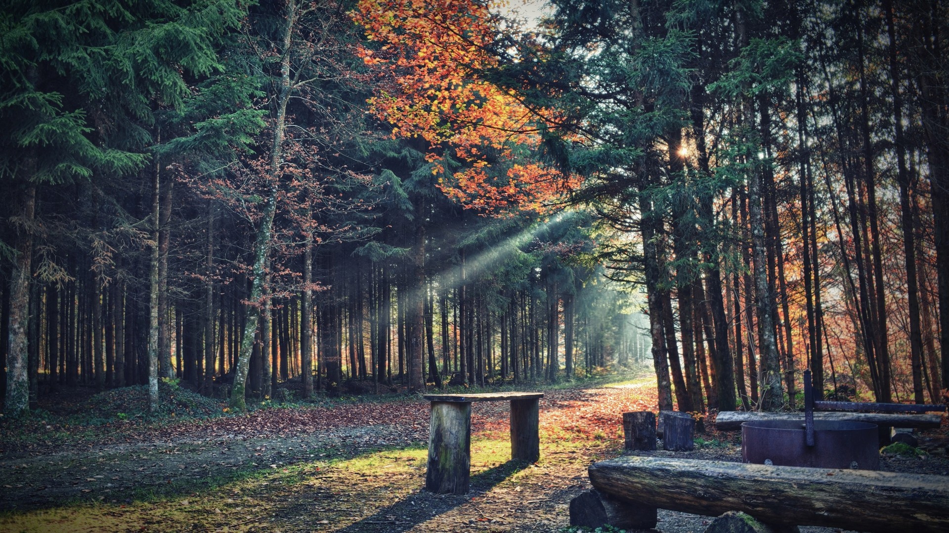 Sun rays filtering through a forest with autumn leaves HD Wallpaper
