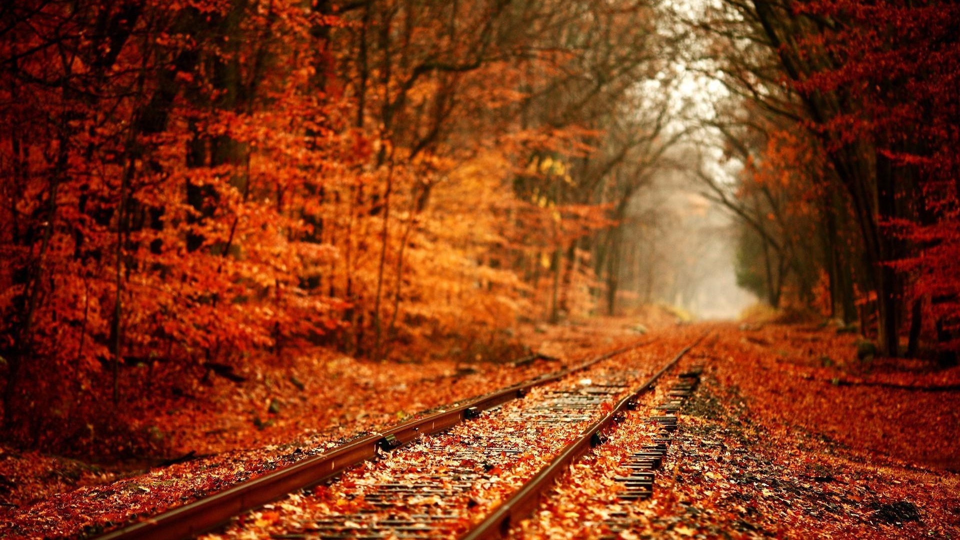 Railway tracks covered in autumn leaves in a forest HD Wallpaper