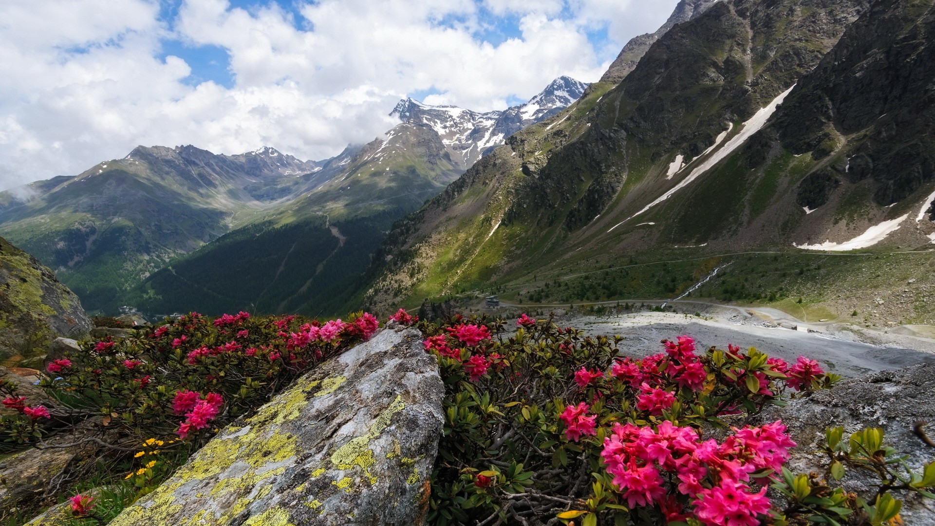 Pink flowers in front of snow-capped mountains HD Wallpaper