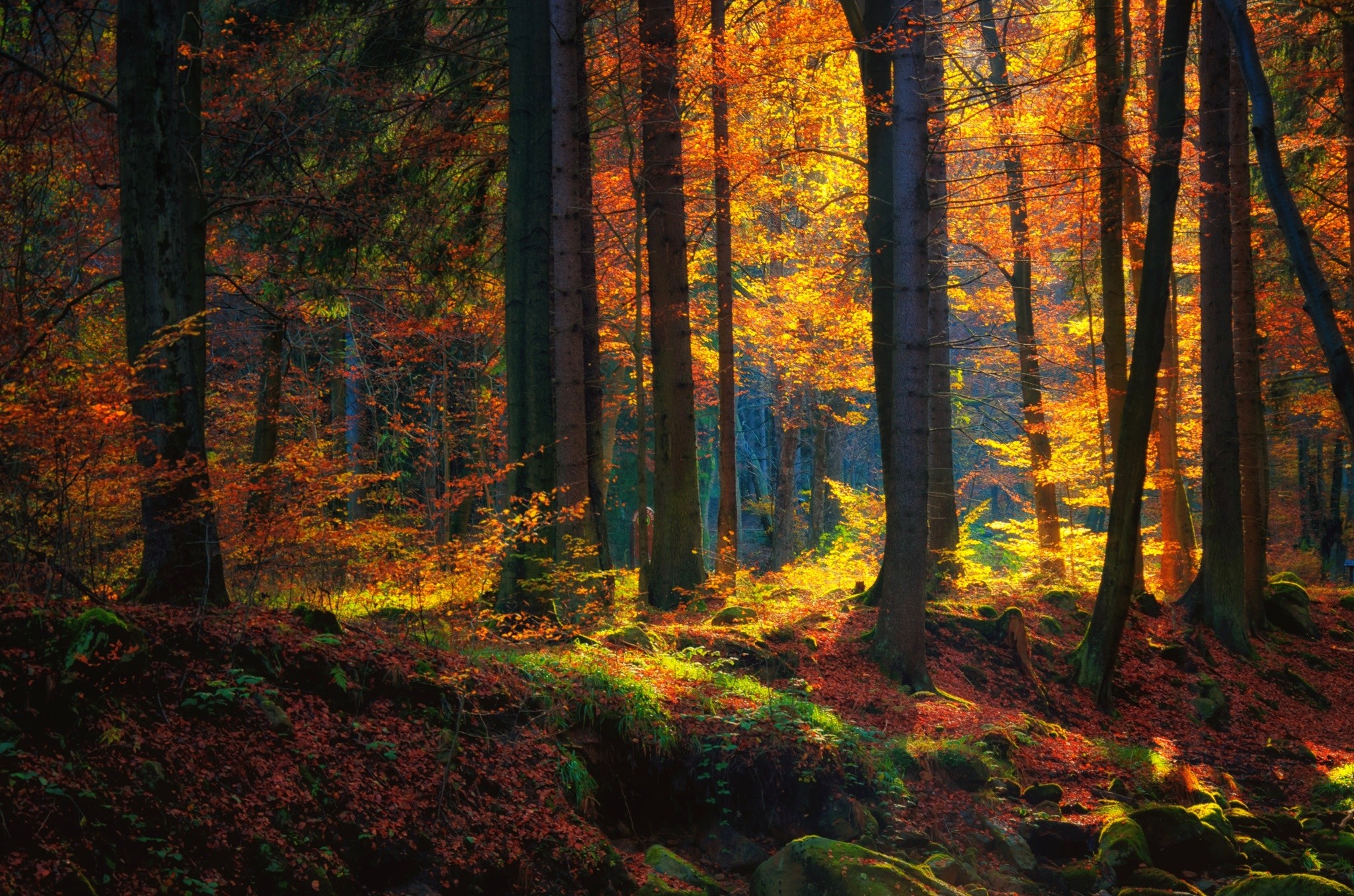 Autumn forest with sunlight filtering through trees HD Wallpaper