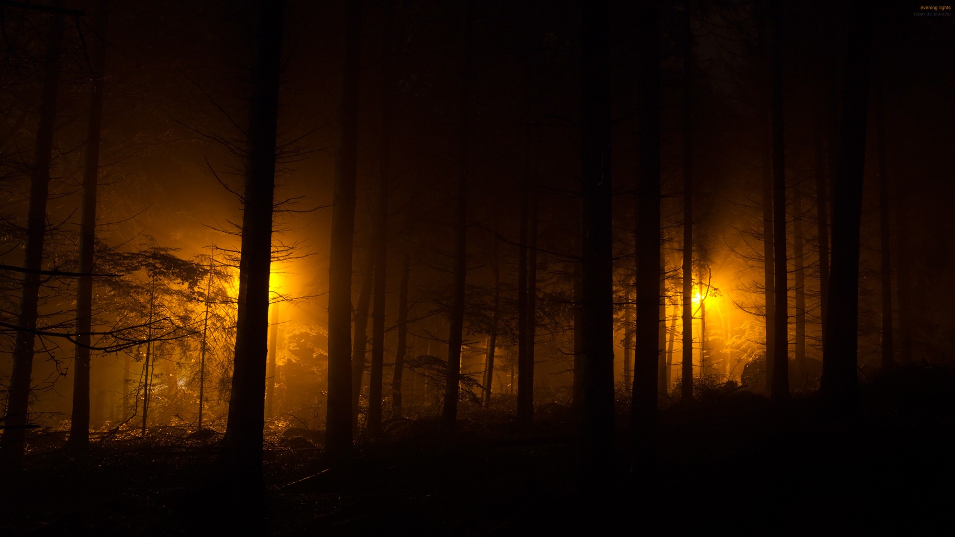 Dark forest with orange light HD Wallpaper