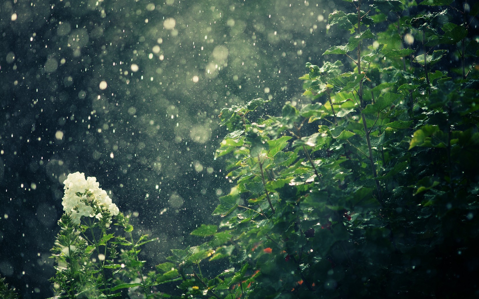 Rain falling on white flowers and green leaves HD Wallpaper
