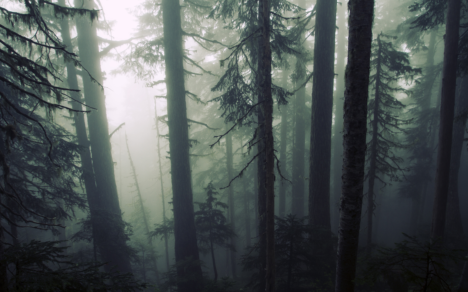 Misty forest with tall evergreen trees HD Wallpaper