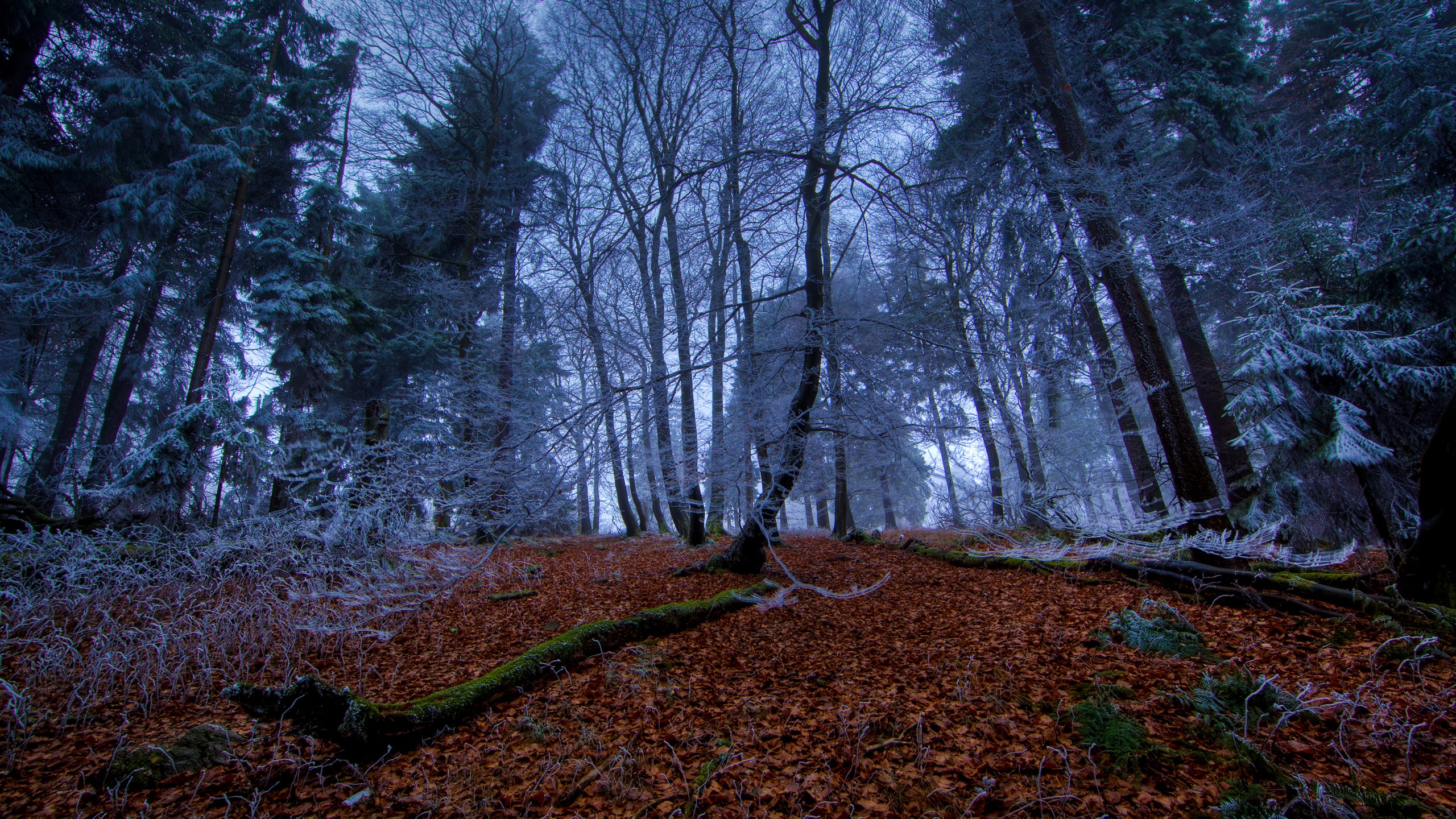 Frosty forest floor with fallen leaves and mossy logs HD Wallpaper