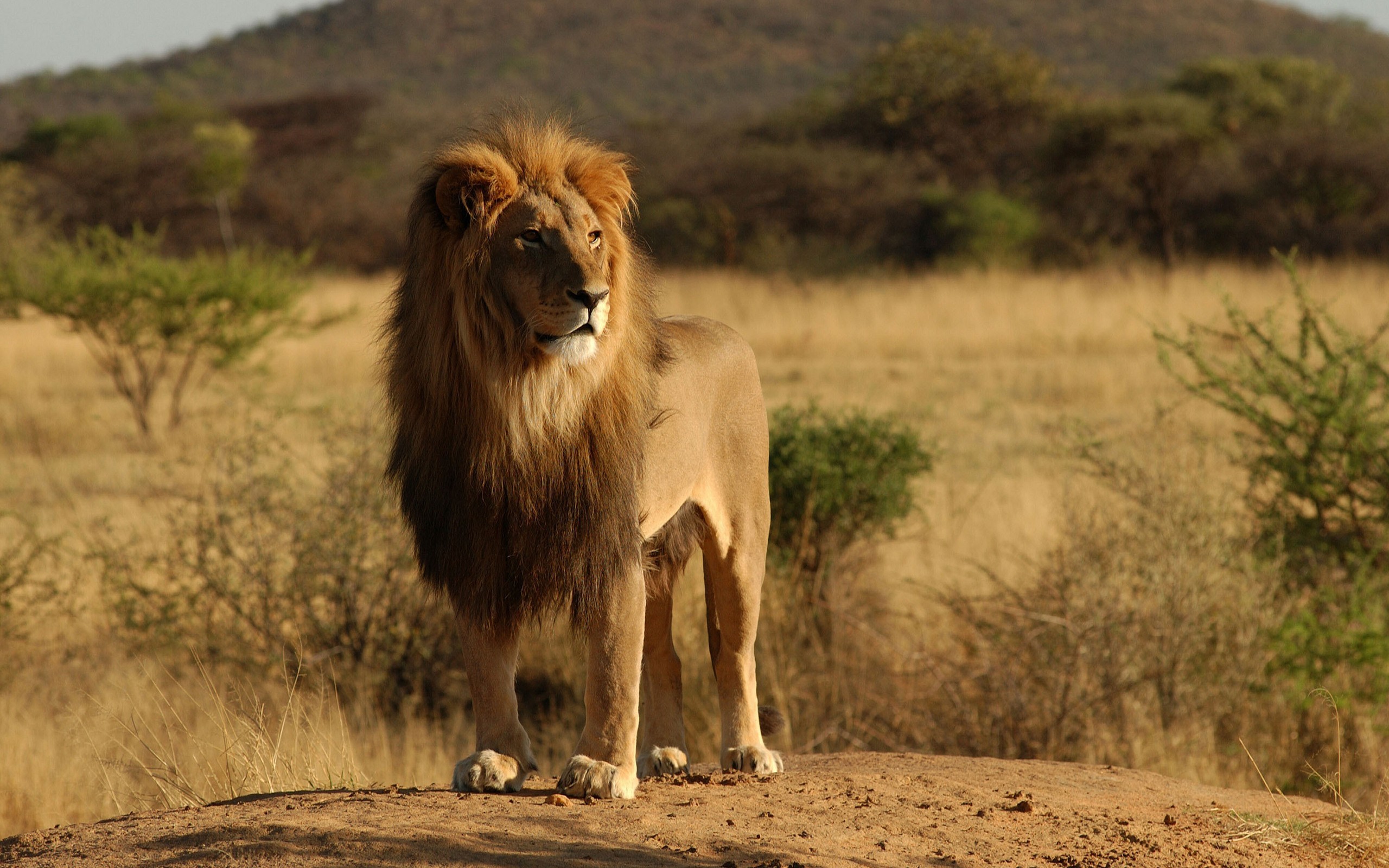A male lion stands on a dirt mound in a savanna. HD Wallpaper