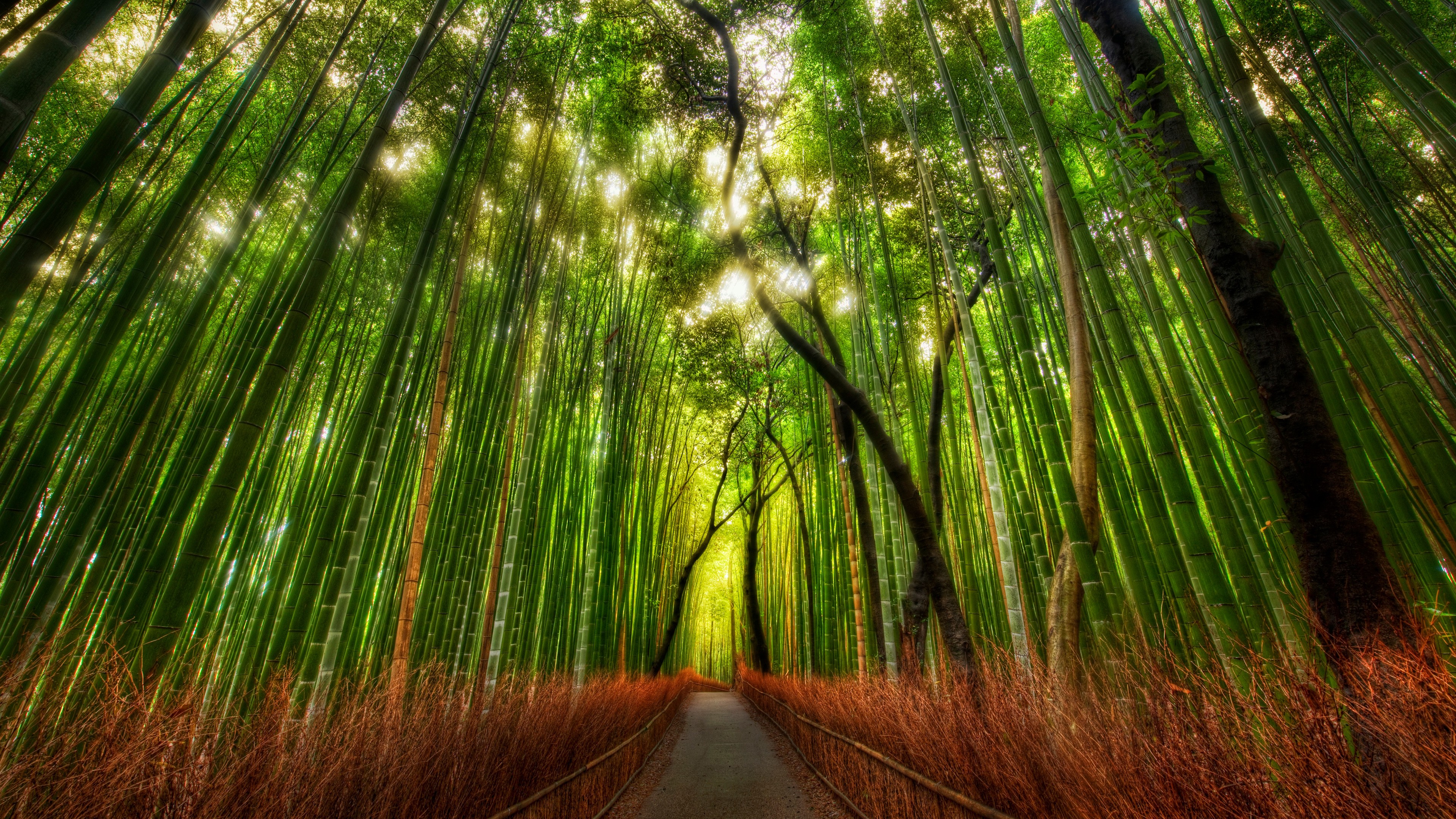 A path through a dense bamboo forest HD Wallpaper