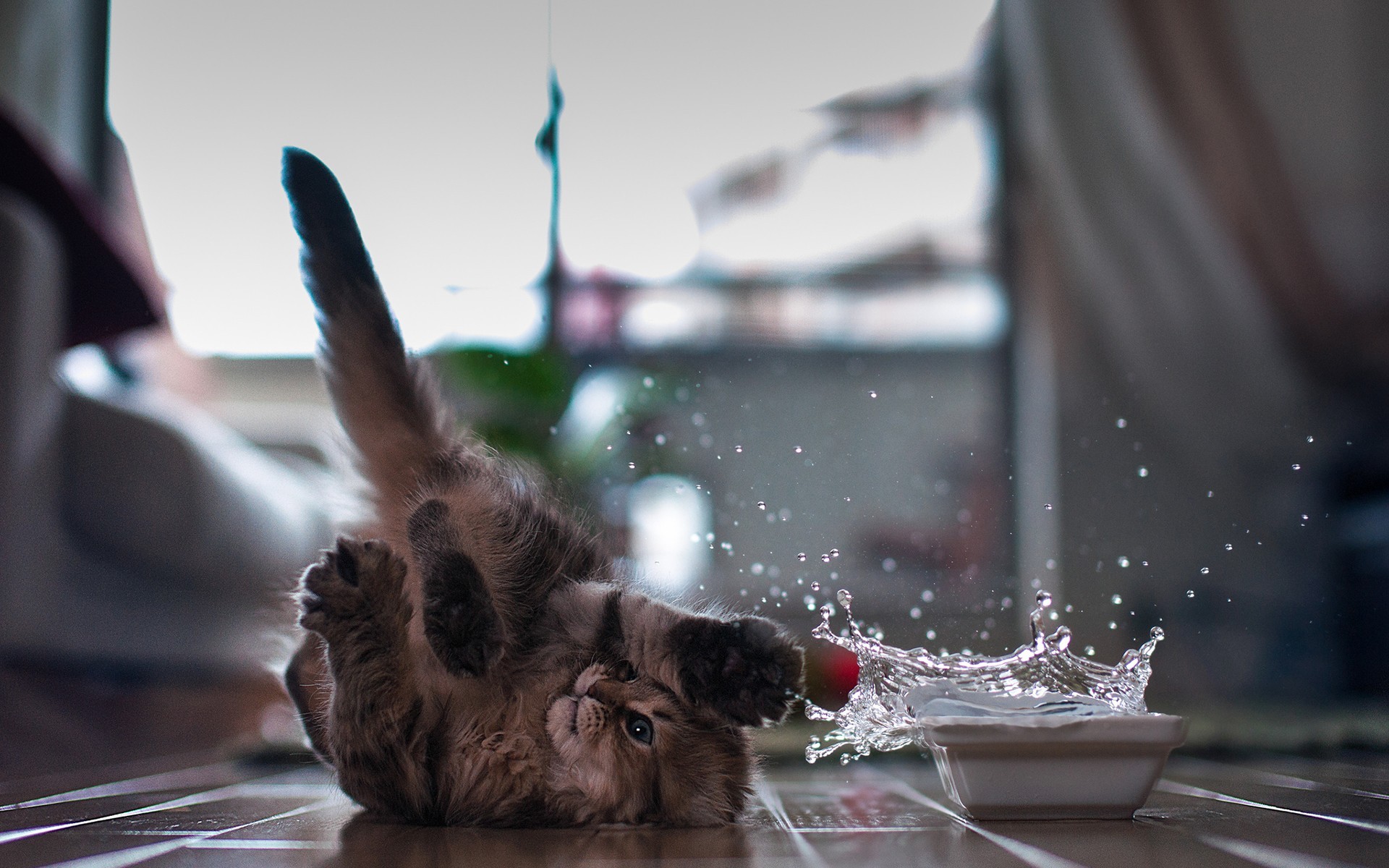 Kitten playing with water splashes HD Wallpaper