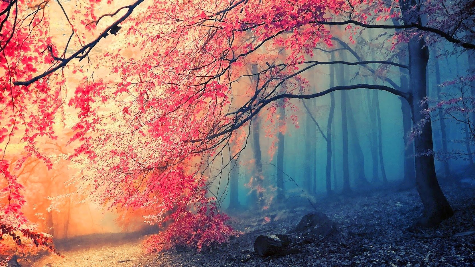 Fantasy forest with pink and blue trees HD Wallpaper