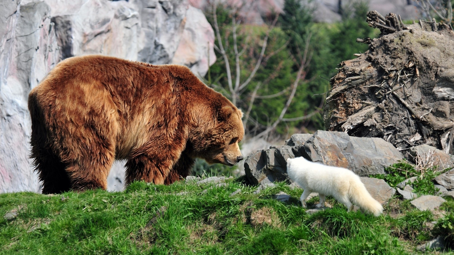 A brown bear and a white fox on a grassy hill HD Wallpaper