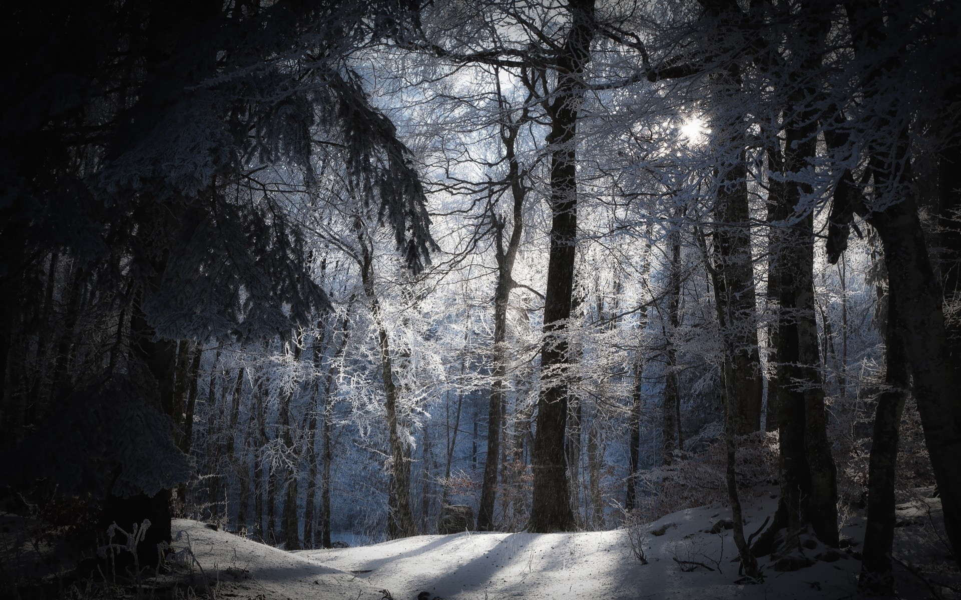 Winter forest with sunbeams through frosted trees HD Wallpaper