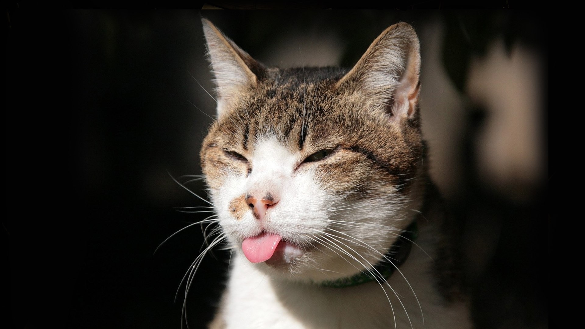 Cat sticking its tongue out HD Wallpaper