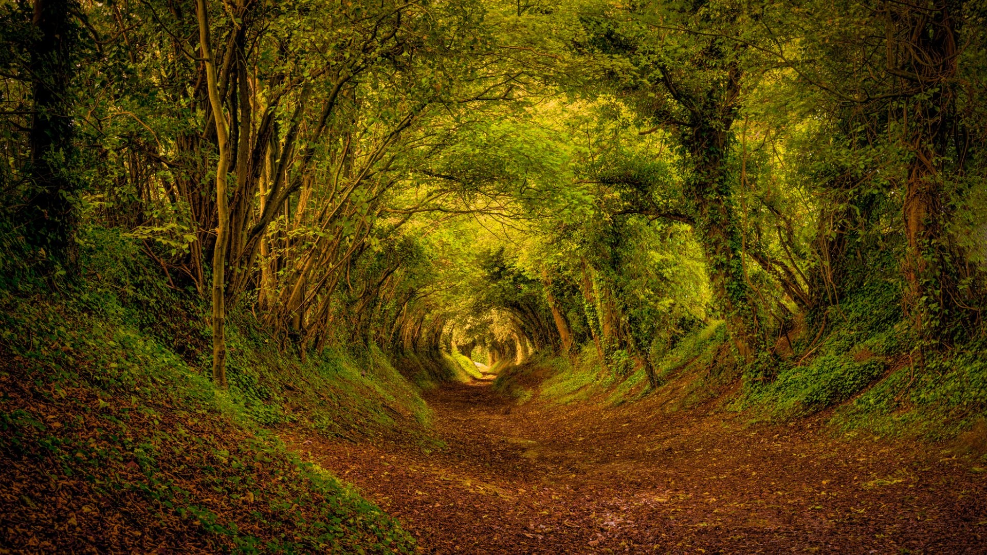 A path through a dense forest with trees forming an archway HD Wallpaper